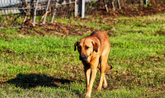 Derrière la « CAN du siècle », l'extermination des chiens errants