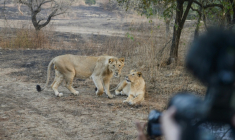 Des lions asiatiques Inde dans la réserve de Gir, en  Inde, le 5 janvier 2021 ( AFP / SAM PANTHAKY )