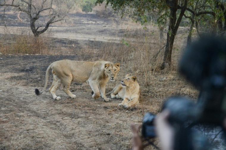 Des lions asiatiques Inde dans la réserve de Gir, en  Inde, le 5 janvier 2021 ( AFP / SAM PANTHAKY )