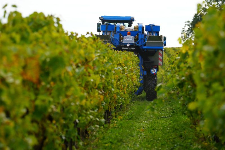 Un vendangeur conduit un tracteur alors qu'il travaille dans un vignoble à Segonzac