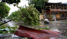 Un arbre abattu par le passage du typhon Kajiki  à Vinh, dans la province de Nghe An, le 26 août 2025 au Vietnam ( AFP / Nhac NGUYEN )