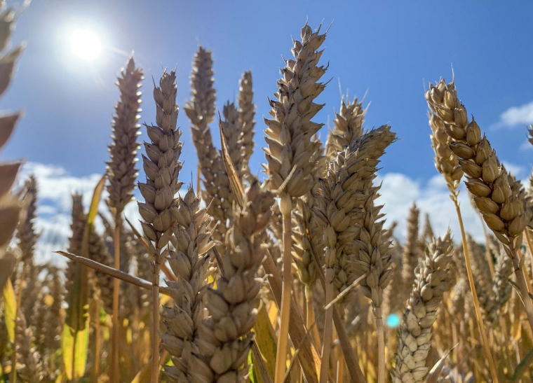 ( AFP / DENIS CHARLET )