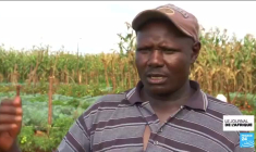 Kenya : "des haricots résistants" face au changement climatique