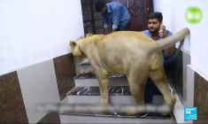 Pakistan : Domestiquer les tigres et les lions, la dernière tendance