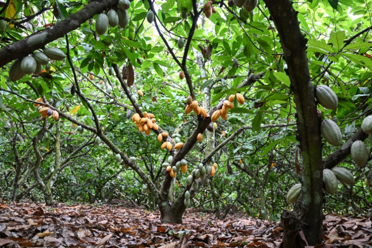 Vue générale de cabosses sur des cacaoyers, dans un champ de semences de cacao appartenant au Centre national de recherche agronomique (CNRA) près de Divo (Côte d'Ivoire), le 15 septembre 2026 ( AFP / Issouf SANOGO )