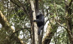Un chimpanzé dans un arbre, dans un sanctuaire à Freetown, au Sierra Leone, le 24 avril 2025 ( AFP / PATRICK MEINHARDT )