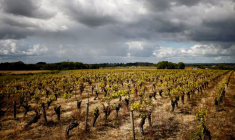 BAISSE HISTORIQUE ATTENDUE DE LA PRODUCTION VITICOLE CETTE ANNÉE