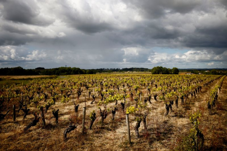 BAISSE HISTORIQUE ATTENDUE DE LA PRODUCTION VITICOLE CETTE ANNÉE