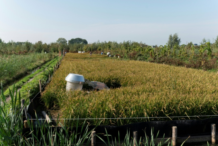 Des plants de riz dans un champ de recherche, où une trentaine de variétés sont cultivées à Oud Ade, aux Pays-Bas, le 29 septembre 2026 ( AFP / Lina Selg )