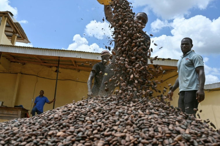 Des fèves de cacao dans une coopérative, à Divo, en Côte d'Ivoire, le 20 octobre 2025 ( AFP / Issouf SANOGO )