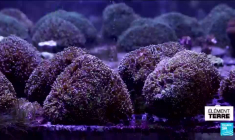 L'ONU prévoit la fin des coraux dans le monde d'ici 10 à 50 ans