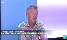 Hvaldimir, le "beluga-espion", aurait aidé à décrypter le langage des cétacés