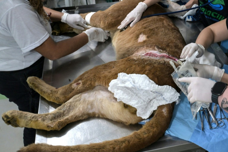 Un puma blessé dans un piège est soigné par des vétérinaires et des biologistes de l'association Mata Ciliar, à Jundiai, dans l'etat de Sao Paulo, au Brésil, le 29 mai 2025 ( AFP / Nelson ALMEIDA )