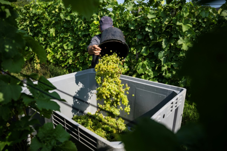 Vendanges au domaine Lindicke, à Werder dans le nord de l'Allemagne, le 9 septembre 2025 ( AFP / John MACDOUGALL )
