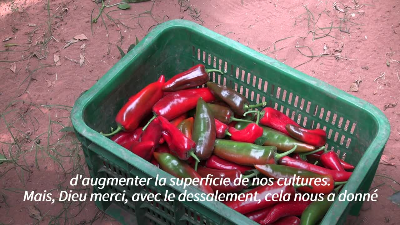 L'eau dessalée au secours de l'agriculture dans le sud du Maroc