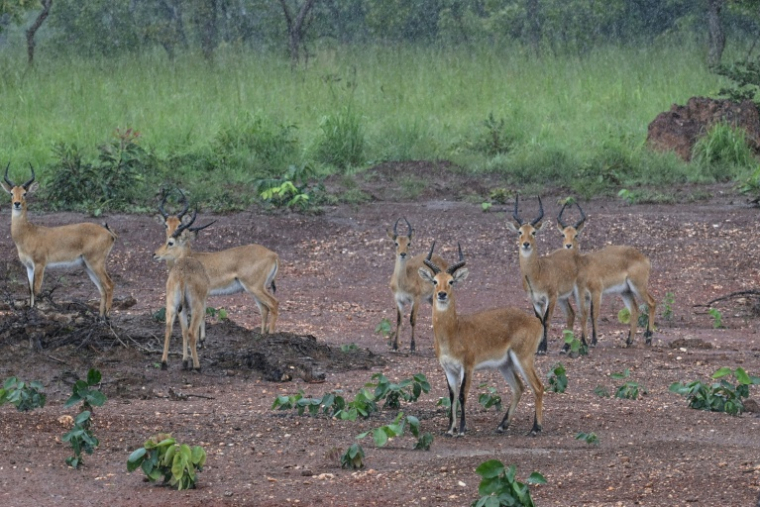 Des antilopes dans le parc national de la Comoè, dans le nord-est de la Côte d'Ivoire, le 13 octobre 2025. ( AFP / Issouf SANOGO )