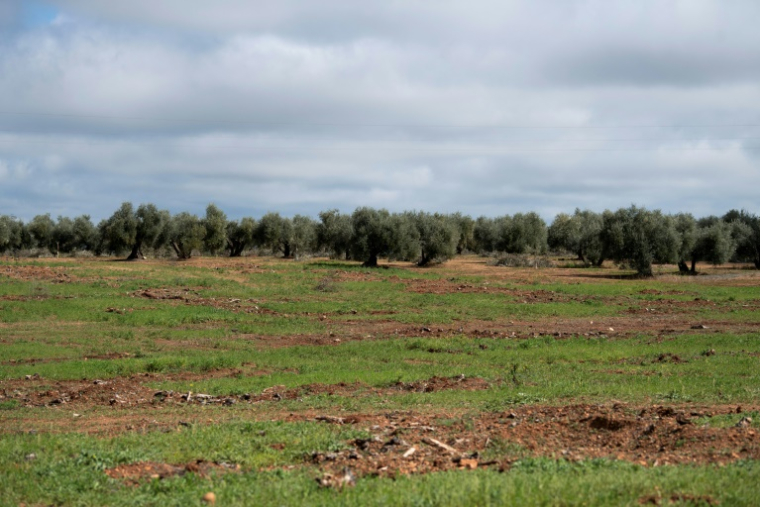 Un champ où des oliviers ont été déracinés, le 24 mars 2025 à Lopera, près de Jaen, dans le sud de l'Espagne ( AFP / CRISTINA QUICLER )