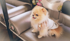 Unsplash -FLOUFFY - Chiot portant un foulard de luxe, prenant la pose sur une banquette
