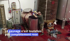 Italie: des vendanges "5 étoiles" malgré les difficultés du marché