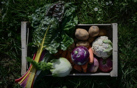 Des légumes biologiques, à Nieul-sur-Mer (Charente-Maritime), le 8 avril 2025 ( AFP / Philippe LOPEZ )