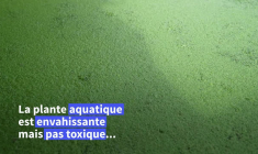 Vert vif : les canaux historiques de Gand recouverts de lentilles d'eau suite à la sécheresse
