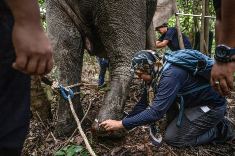 La scientifique Farina Othman mesure la patte d'une éléphante lors d'une opération de pose de colliers GPS dans la jungle de Bornéo, à Sukau, dans l'Etat de Sabah, le 24 août 2026 en Malaisie ( AFP / Mohd Rasfan )