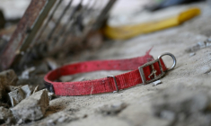 Une collier de chien sur le sol dans un abattoir canin abandonné à Pyeongtaek, en Corée du Sud, le 11 juin 2026 ( AFP / Jung Yeon-je )