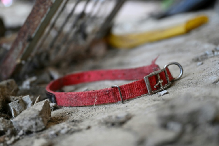 Une collier de chien sur le sol dans un abattoir canin abandonné à Pyeongtaek, en Corée du Sud, le 11 juin 2026 ( AFP / Jung Yeon-je )