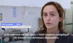 Don du sang: entre animaux domestiques, ça marche aussi