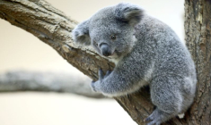 LA POPULATION DE KOALAS AUSTRALIENS A DIMINUÉ D'UN TIERS EN TROIS ANS