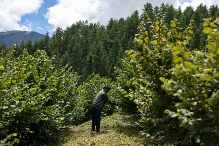 L'agriculteur bhoutanais Dawa Dhendup, 82 ans, récolte des noisette dans son exploitation, le 29 août 2026 à Thimphou  ( AFP / Niharika KULKARNI )