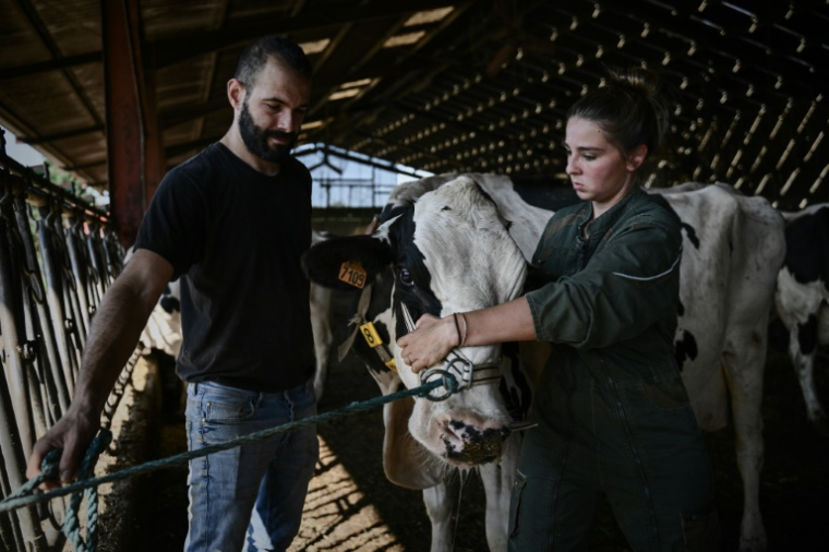 L'ostéopathe Philippine Jean manipule une vache dans une ferme à à Saint-Sernin-de-Duras, dans le Lot-et-Garonne, le 4 août 2025 ( AFP / Philippe LOPEZ )