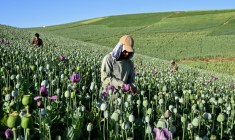 Des agriculteurs récoltent la sève de pavots dans un champ de la province du Badakhshan, le 15 juin 2026 en Afghanistan ( AFP / STR )