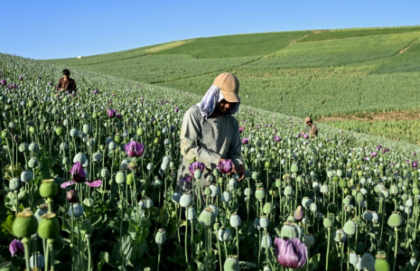 Des agriculteurs récoltent la sève de pavots dans un champ de la province du Badakhshan, le 15 juin 2026 en Afghanistan ( AFP / STR )