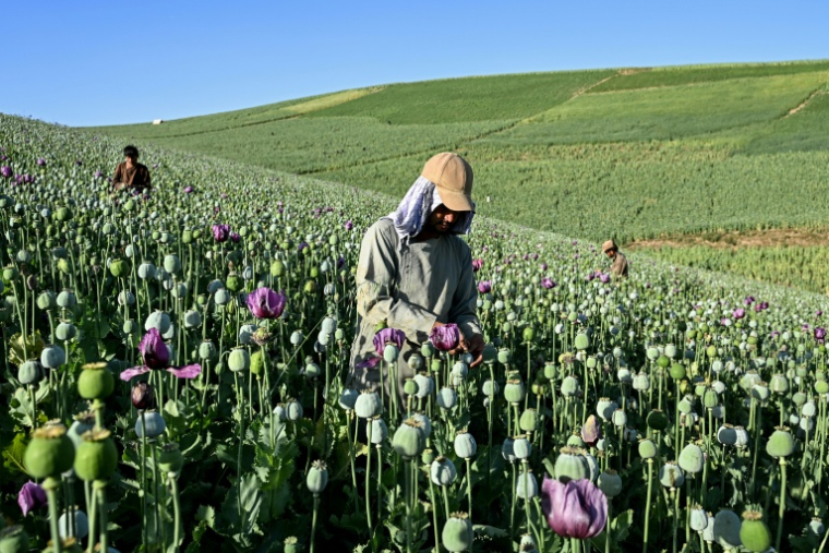 Des agriculteurs récoltent la sève de pavots dans un champ de la province du Badakhshan, le 15 juin 2026 en Afghanistan ( AFP / STR )