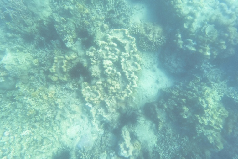 Photographie sous-marine de coraux préservés par des habitants de l'île de Wasini (Kenya), une destination d’écotourisme de renommée mondiale, le 14 juin 2026 ( AFP / Tony KARUMBA )