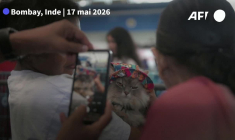 Le Cat Expo India, un chat-lon dédié aux félins à Bombay