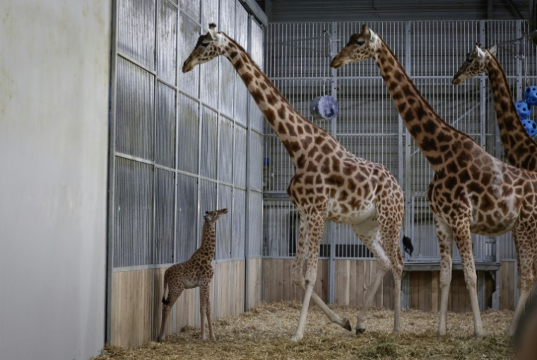 Une jeune girafe, née à la mi-septembre, dans l'enclos de la maison des girafes au parc zoologique de Paris, le 26 septembre 2025 ( AFP / STEPHANE DE SAKUTIN )