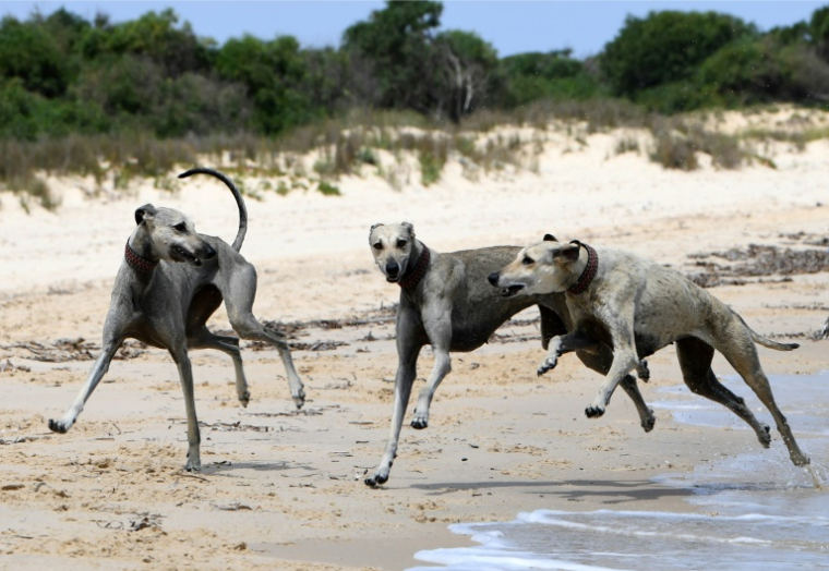 Des lévriers sloughis jouent sur une plage à Cap Angela, dans la région de Bizerte, le 22 mai 2025 en Tunisie ( AFP / FETHI BELAID )