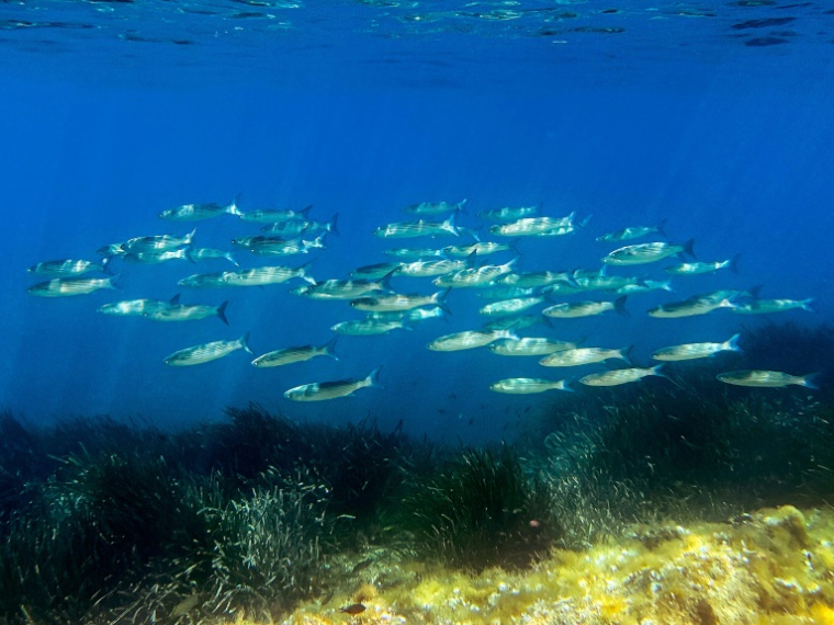 L'Union européenne va présenter jeudi sa stratégie pour mieux protéger les océans du réchauffement climatique ainsi que de la pollution et afficher ses ambitions avant un grand sommet de l'ONU à Nice la semaine prochaine ( AFP / Miguel MEDINA )