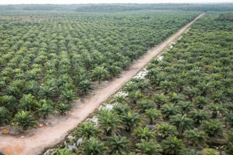 Vue aérienne d'une plantation de palmiers à huile dans une zone de concession d'entreprise à Bangsal, dans le sud de Sumatra, le 10 juin 2025 en Indonésie ( AFP / STR )