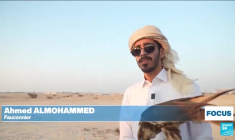 Au Qatar, les faucons sont rois