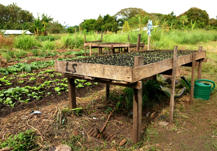 Des bombes américaines non explosées de la Seconde Guerre mondiale découvertes dans le potager de la maison de Dennis Phillip à Honiara, le 11 septembre 2025 aux Iles Salomon ( AFP / Ben STRANG )