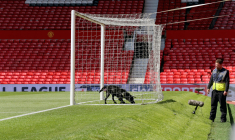 Le Maroc réfute le plan d’abattage de chiens pour la Coupe du monde 2030