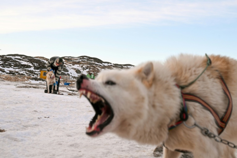 Le musher Nukaaraq Olsen prépare ses chiens de traîneau pour une promenade près de Sisimiut, au Groenland, le 31 janvier 2026 ( AFP / Ina FASSBENDER )