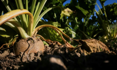 Un champ de betterave sucrière à Saint-Christophe-sur-Condé, le 11 août 2025 dans l'Eure ( AFP / JOEL SAGET )