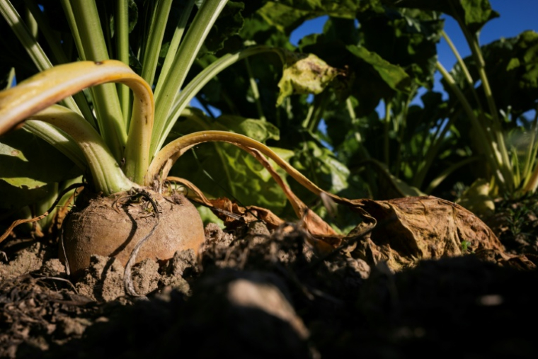 Un champ de betterave sucrière à Saint-Christophe-sur-Condé, le 11 août 2025 dans l'Eure ( AFP / JOEL SAGET )