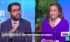 Ces algues qui pourraient remplacer les pesticides dans le vin