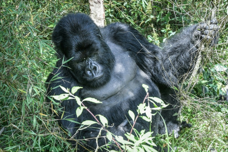 Un gorille des montagnes, au Parc national des Volcans au Rwanda, le 29 octobre 2021 ( AFP / Simon MAINA )