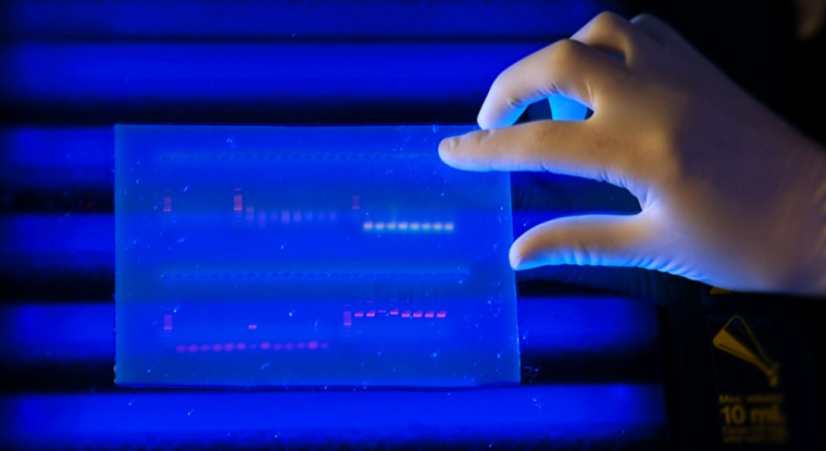 Erytech, Innate, Nanobiotix et Transgene développent des traitements contre le cancer. (© DR)